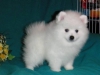 *&^%$5 gzel pomeranian kukla&^%$